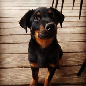 Meet your Posher, Mason